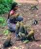 Boabeng-Fiema-Monkey-Sanctuary-2