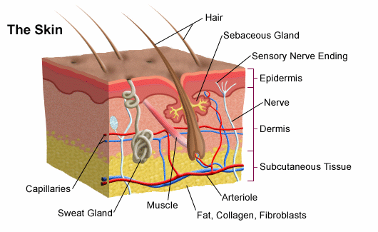 the human skin