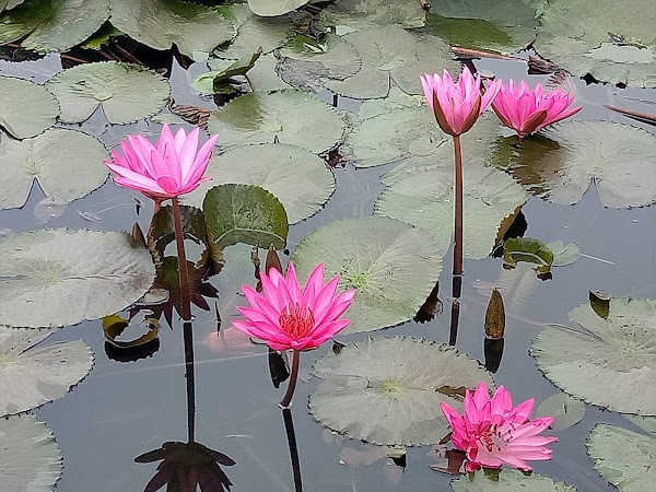 indian water lily