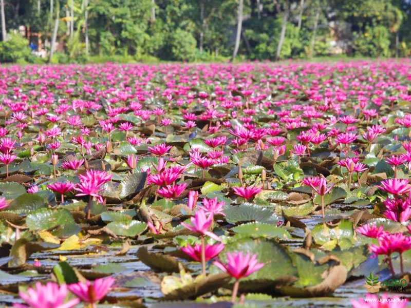 indian water lily