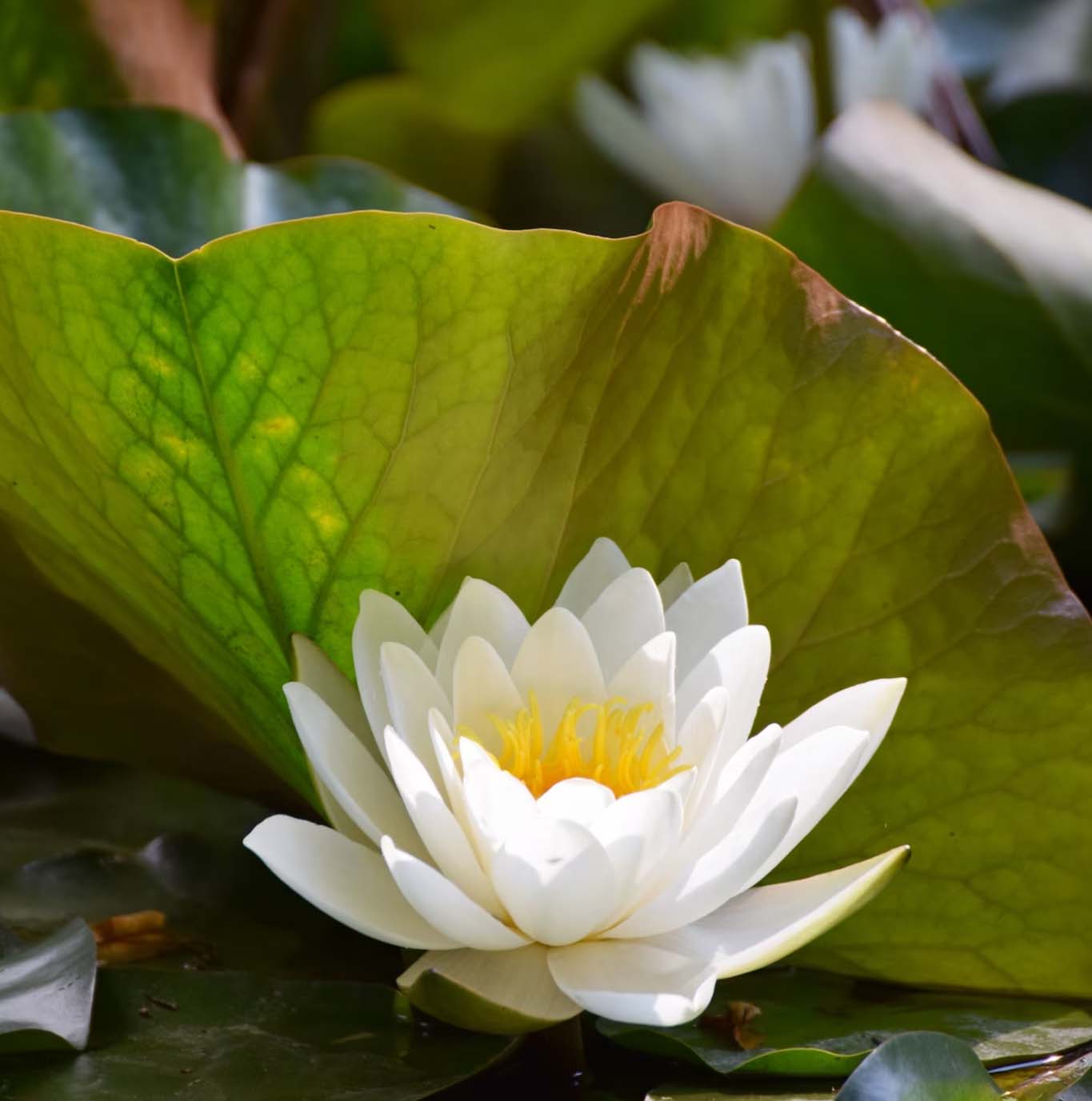 indian water lily