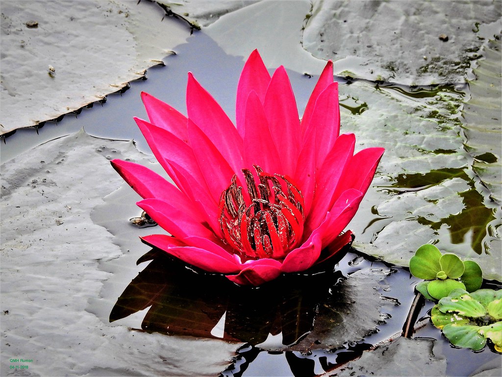 indian water lily