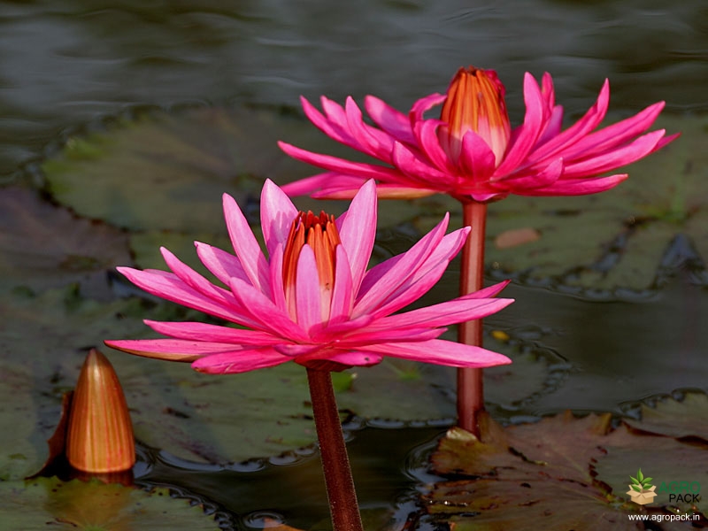indian water lily