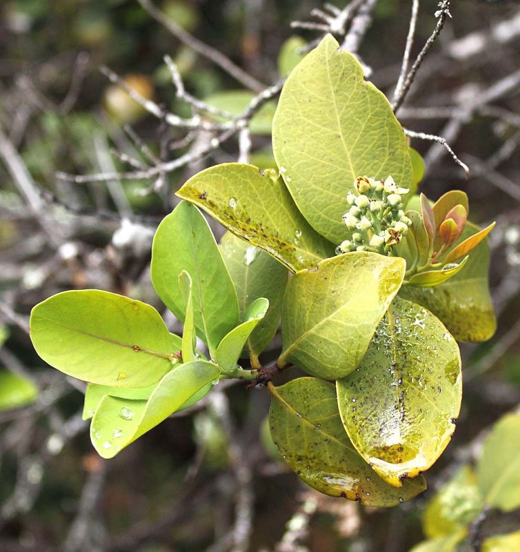 sandalwood leaf