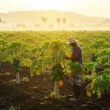 How to Grow and Cultivate Solo Sunrise Papaya (Pawpaw) in Ghana