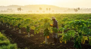 How-to-Grow-and-Cultivate-Solo-Sunrise-Papaya-(Pawpaw)-in-Ghana