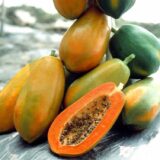 Red Lady Papaya in Ghana: A Comprehensive Guide for Growers and Agribusiness Investors