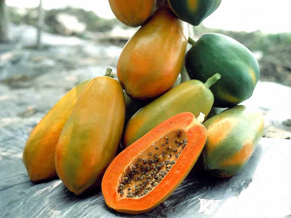 redlady papaya pawpaw 1
