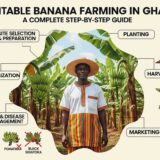 Profitable Banana Farming in Ghana: A Complete Step-by-Step Guide