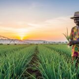 How to Start a Profitable Onion Farm in Ghana: A Step-by-Step Guide