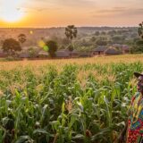 Maize Farming in Ghana: A Step-by-Step Guide for Entrepreneurs from Seed to Export