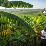 Profitable Banana Farming in Ghana: A Complete Step-by-Step Guide