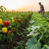 Profitable Pepper Farming in Ghana: The Entrepreneur’s Complete Step-by-Step Guide