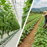 Your Complete Guide to Profitable Cucumber Farming in Ghana: Greenhouse vs. Open Field